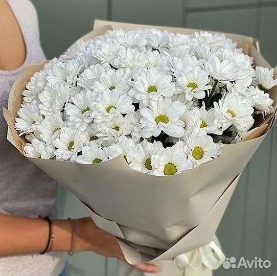 Хризантема Цветы Доставка
