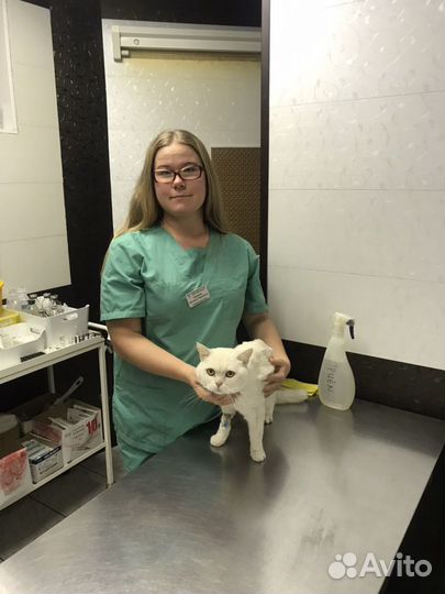 Ветеринарный врач и фельдшер вызов на дом