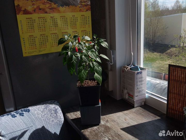 Перец комнатный острый