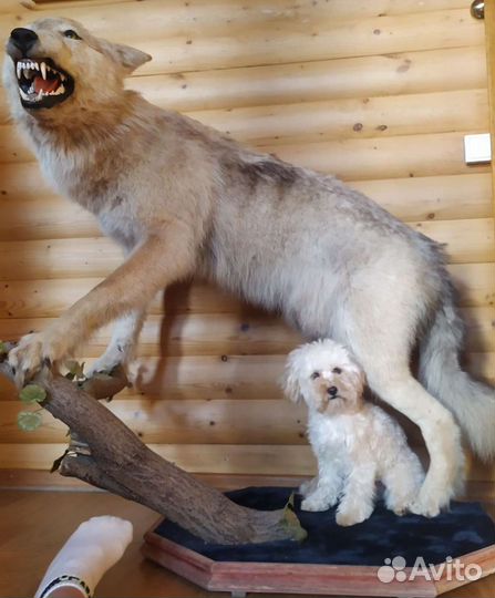 Чучело волка