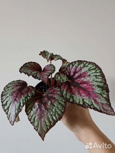 Бегония. Комнатные растения. Цветы