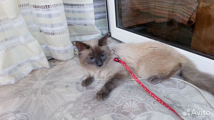 Отдам бесплатно животные