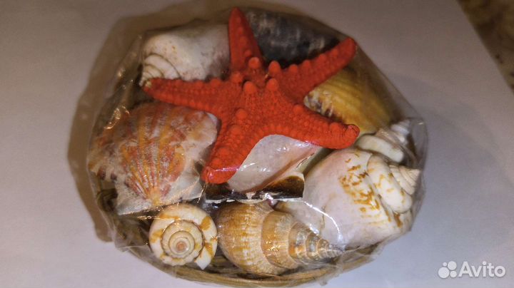 Морские ракушки