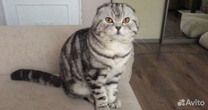 Шотландский кот вязка