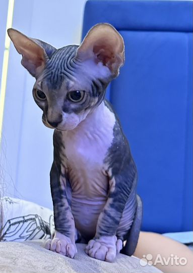 Котенок 2.5 мес сфинкс девочка