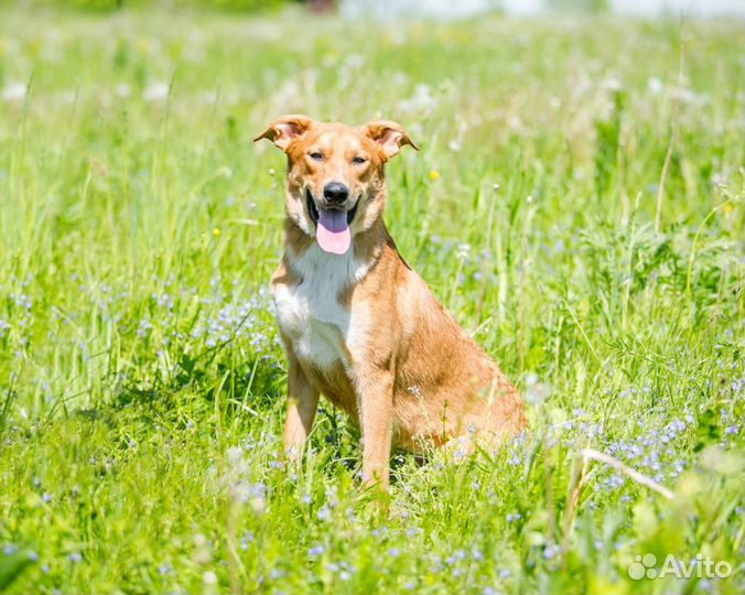 Собака в дар в добрые руки