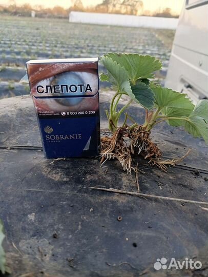 Рассада клубники клери