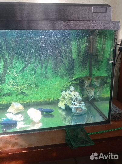Аквариум