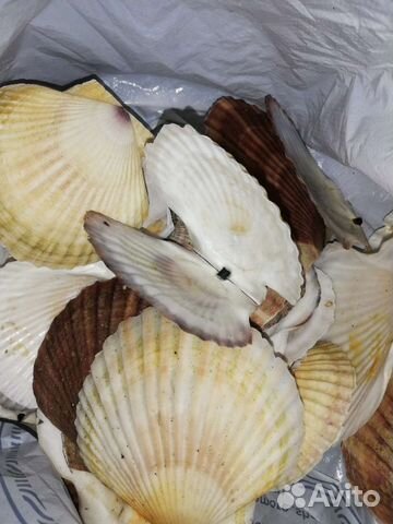 Ракушки морского гребешка