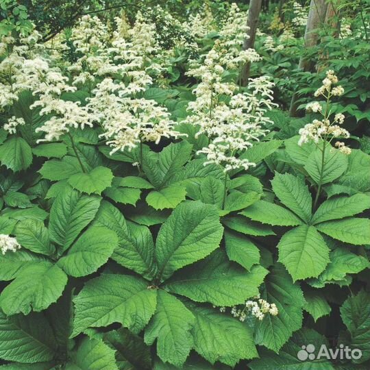 Роджерсия каштанолистая