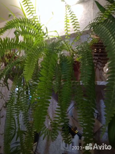 Нефролепис папоротник
