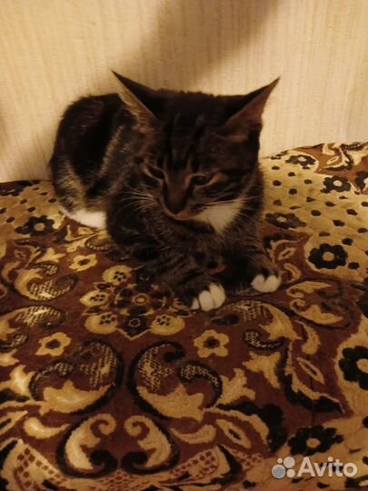 Котенок Мальчик 4-5 месяцев