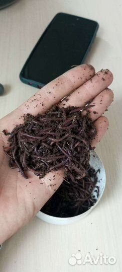 Червь речной