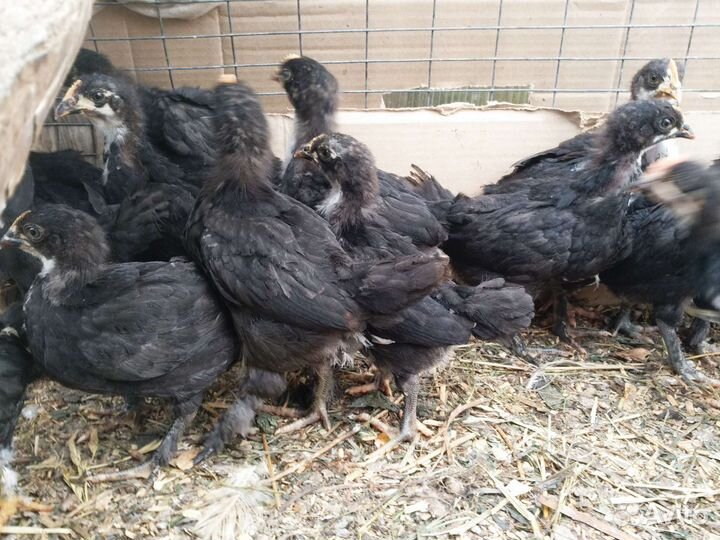 Цыплята французского Марана черно-медного