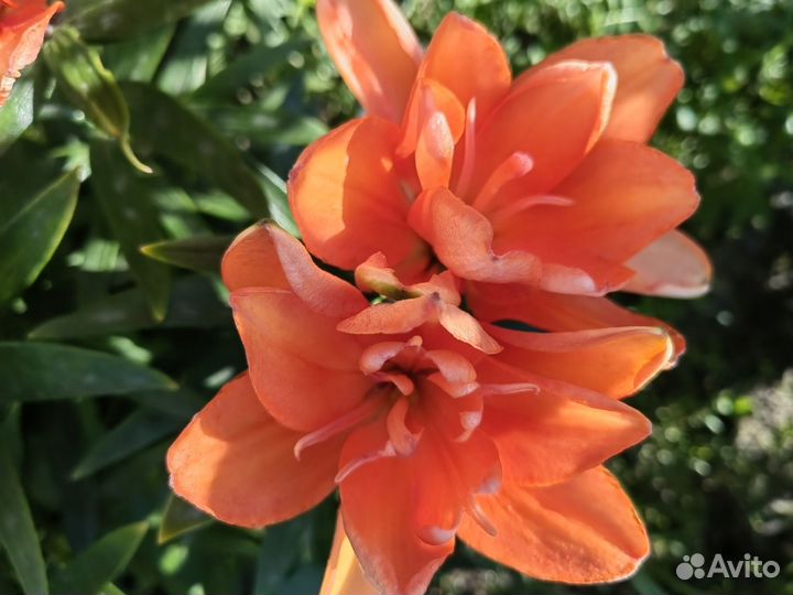 Лилии луковицы