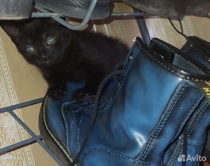 Котëнок в добрые руки