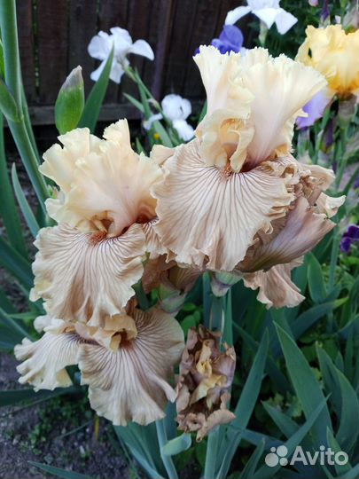 Ирисы бородатые сортовые