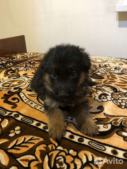 Щенки немецкой овчарки