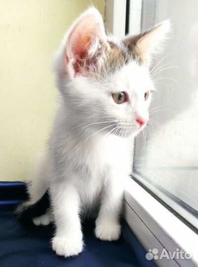 Мальчик светленькое чудо 2,5 мес