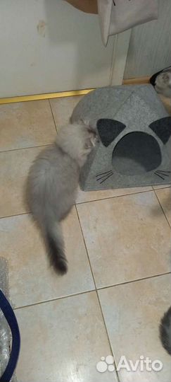 Домик для котенка