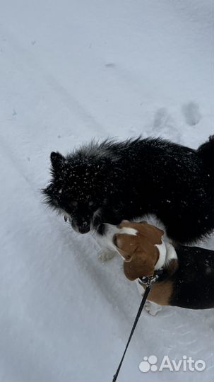 Собака кобель