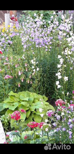 Колокольчик