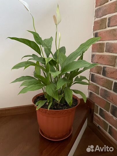 Спатифиллум