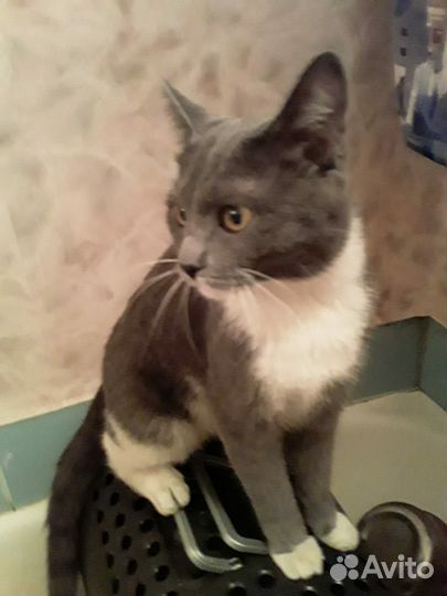 Найден котик