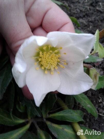 Аконит Фишера