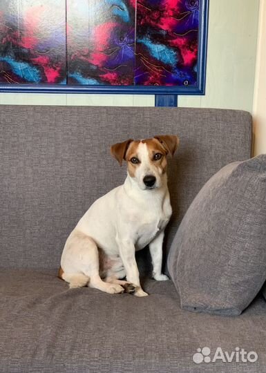 Джек Рассел терьер Вязка