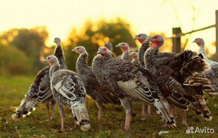 Яйцо домашнее