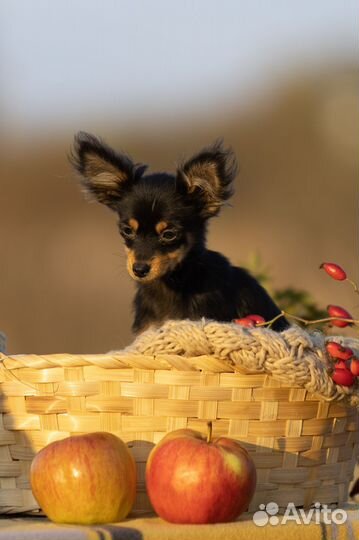 Русский той-терьер мини (девочка)