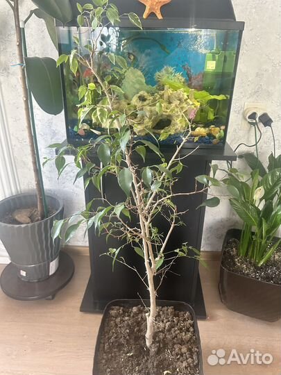 Фикус бенджамина