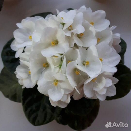 Фиалки сортовые-детки