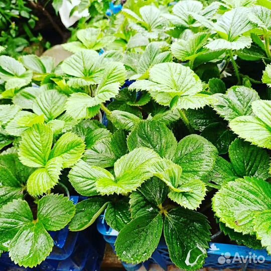 Рассада клубники. Клубника