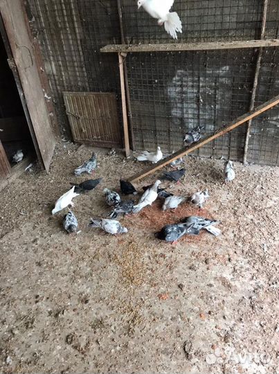 Бакинские бойные голуби