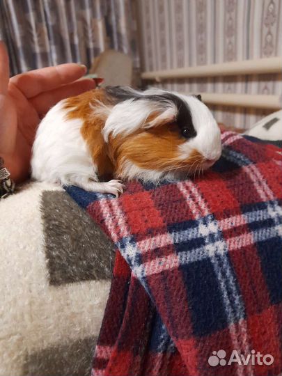 Морская свинка