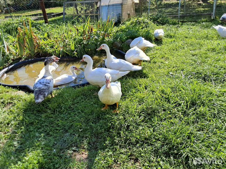 Индоутка мускусная утка