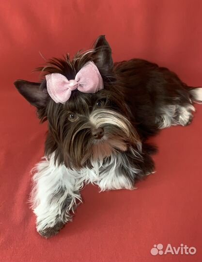 Йоркширский терьер