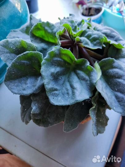 Фиалка, обмен