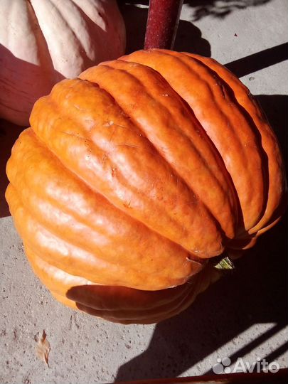 Семена тыквы большой, до 100кг