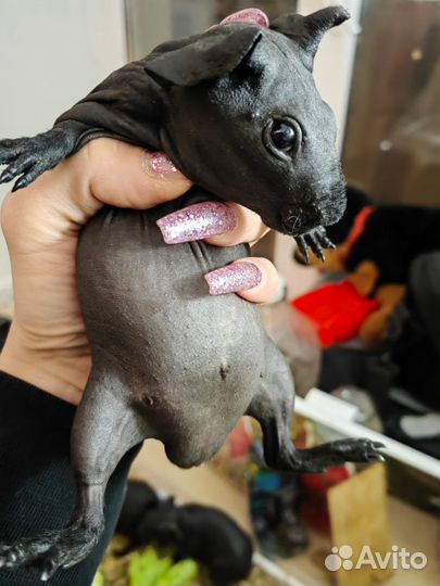 Морская свинка скинни