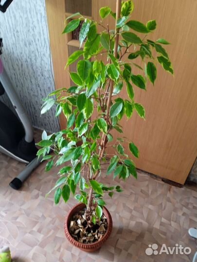 Фикус бенджамина