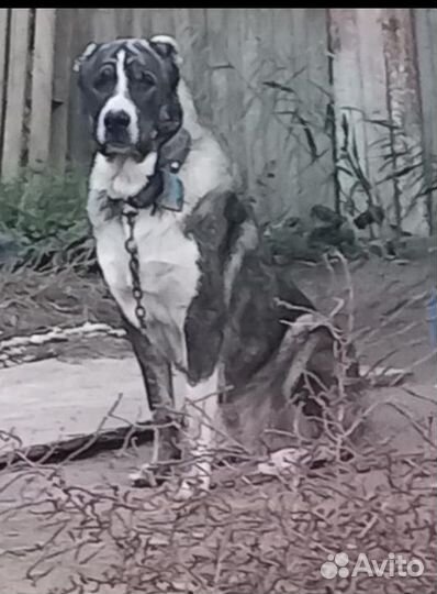 Кавказская овчарка