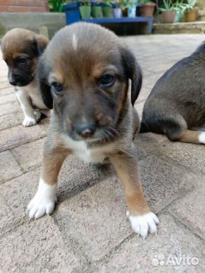 Щенки в добрые руки