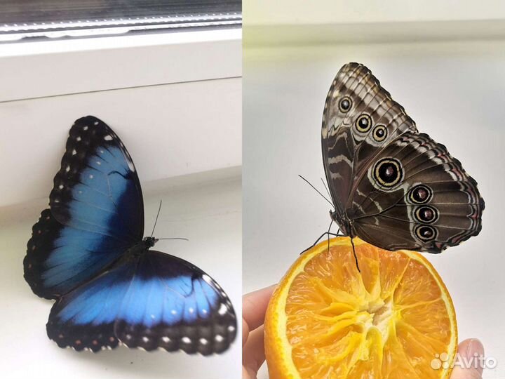 Ферма бабочек