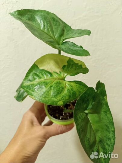 Сингониум Т 24