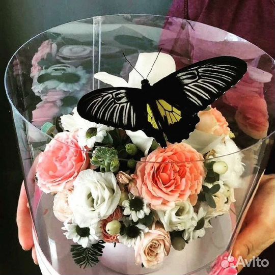 Подарок на 8 марта с живыми тропическими бабочками