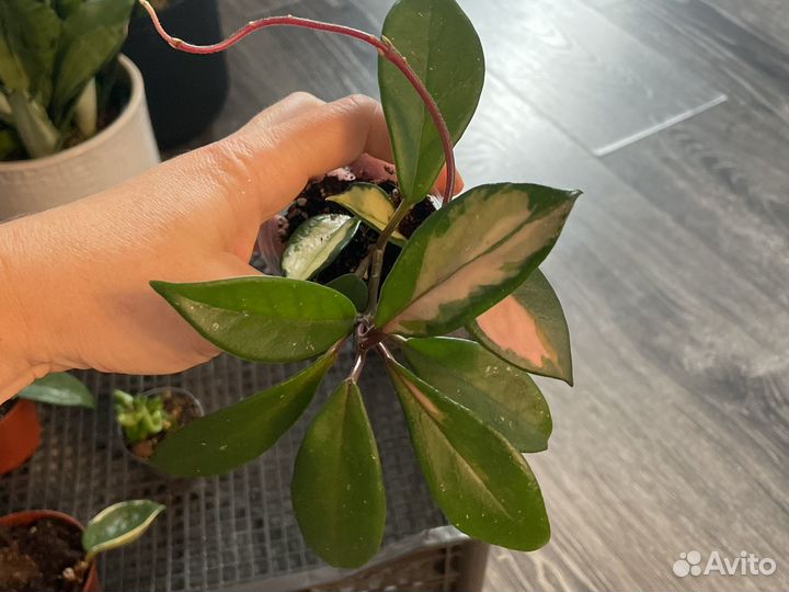 Хойя разные