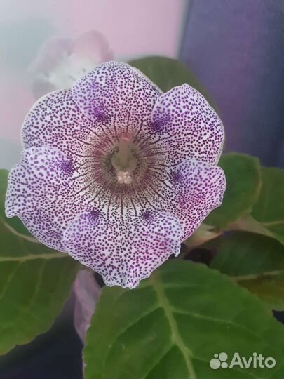 Глоксиния цветущая